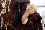 Musk Ox Portrait Wildlife Close up Horns and Eye