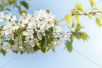 Blossoming apple garden in spring with very shallow focus