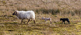 Adult sheep with black and white lamb