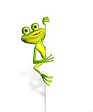 Frog and white background
