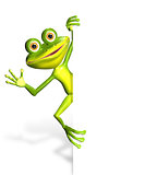Frog and white background
