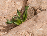 Young green plant growing on stones
