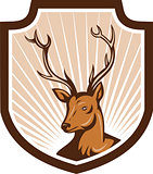 Deer Stag Buck Antler Head Shield