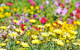 Flowers Field Background