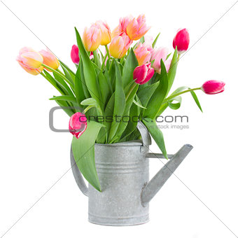 pink and red tulips bouquet in watercan