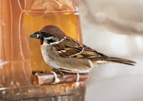 Sparrow in winter day