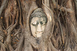 Head of Sandstone Buddha in The Tree Roots