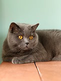 pet - British shorthair cat with orange eyes