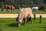 Typical wild pony in New Forest National Park