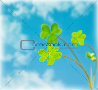 Abstract natural background, clover over sky