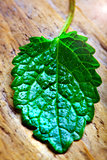 green leaf on natural wooden surface 
