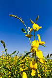  Yellow Flowers and blue sky