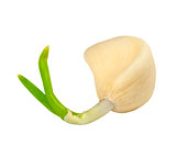 Sprouting clove of garlic