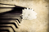 Close-up detail of piano keyboard and flower in monochrome