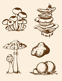 Vintage hand drawn forest mushrooms