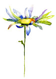 Camomile flower