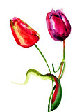 Original Tulips flowers