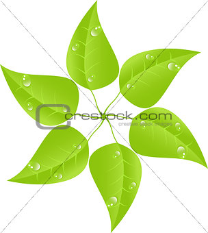 Green leaf with drops of dew. Vector