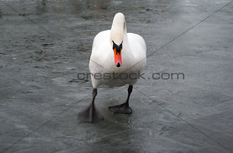 Walking swan