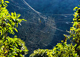 Golden orb weaver spider on its web