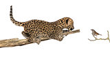 Spotted Leopard cub on a branch looking at a bird, isolated on w