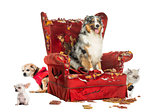Group of pets on a destroyed armchair, isolated on white