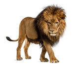 Side view of a Lion walking, looking down, Panthera Leo, 10 year
