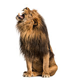 Lion roaring, sitting, Panthera Leo, 10 years old, isolated on w