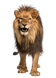 Front view of a Lion roaring, standing, Panthera Leo, 10 years o