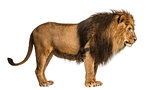 Side view of a Lion standing, Panthera Leo, 10 years old, isolat