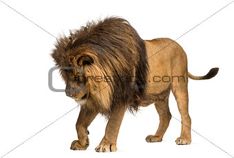 Lion standing, looking down, Panthera Leo, 10 years old, isolate