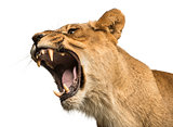 Close-up of a Lioness roaring, Panthera leo, 10 years old, isola