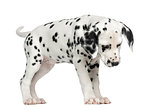 Dalmatian puppy standing, looking down, isolated on white