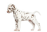 Side view of a Dalmatian puppy standing up, looking down, isolat