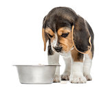 Front view of a Beagle puppy looking down at his dog bowl, isola