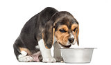 Beagle puppy sitting in front of a dog bowl without appetite, is