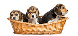 Tree Beagle puppies in a wicker basket, isolated on white