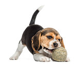 Front view of a Beagle puppy playing with a tennis ball, isolate