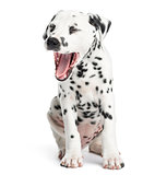 Dalmatian puppy yawning, sitting, isolated on white