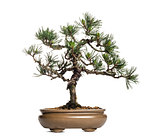Scots pine bonsai tree, Pinus sylvestris, isolated on white