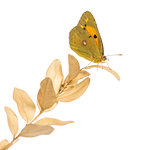 Side view of a Clouded Sulphur on a plant, Colias philodice, iso