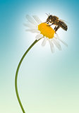 European honey bee gathering pollen on a daisy, Apis mellifera, 