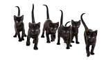 Front view of a Group of Black kitten walking in the same direct