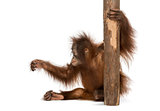 Side view of a young Bornean orangutan sitting, holding to a tre