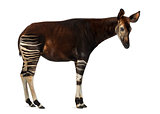Side view of an Okapi standing, Okapia johnstoni, isolated on wh