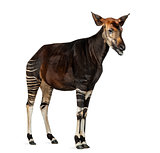 Okapi standing, mooing, Okapia johnstoni, isolated on white