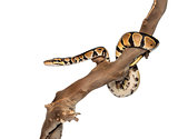 Side view of a Python regius