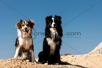 Two dogs sitting on the top of the mountain
