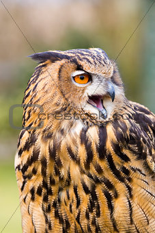 Eurasian Eagle Owl Head Shot