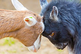 Goats Butting Heads: fighting.